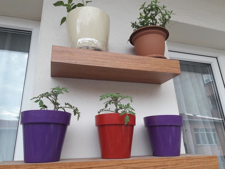 plant