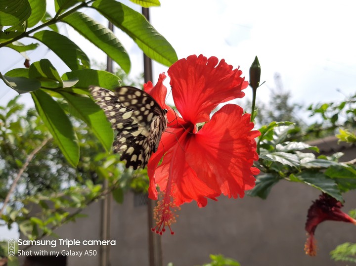 Butterfly