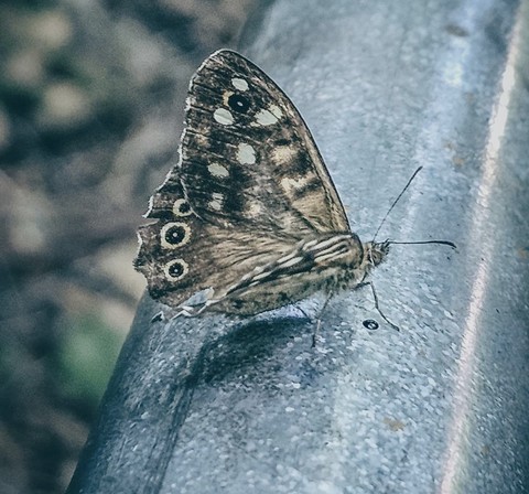 тапети insect, butterfly