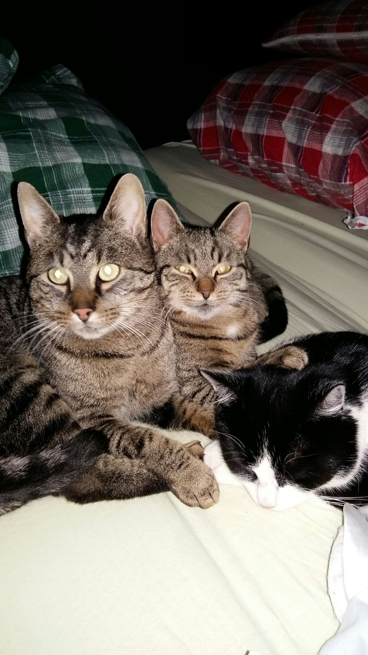 cats