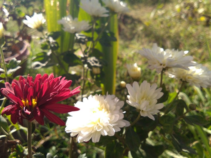 flowers