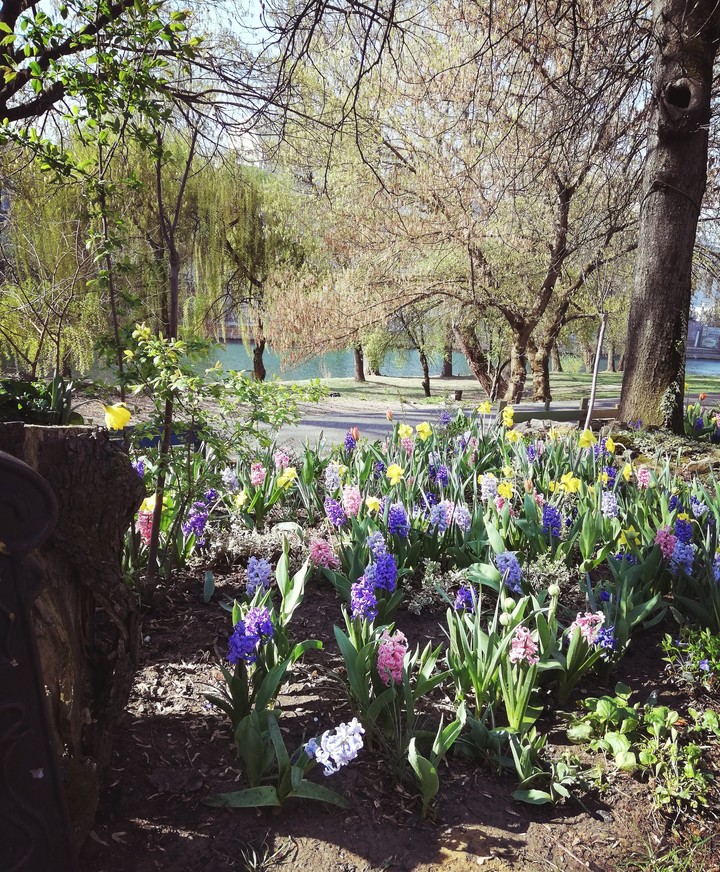 Spring flowers