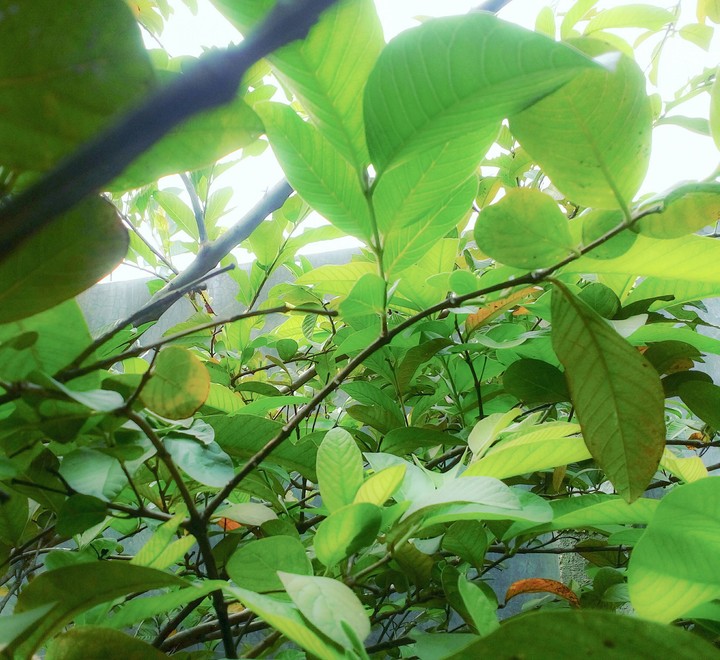 pohon jambu