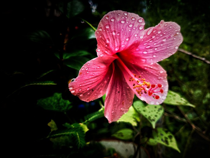 Flowers are the epicenter of happiness ,love, peace