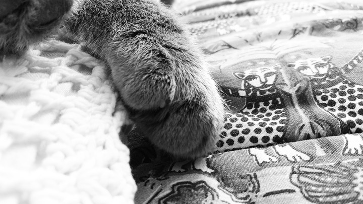 cats