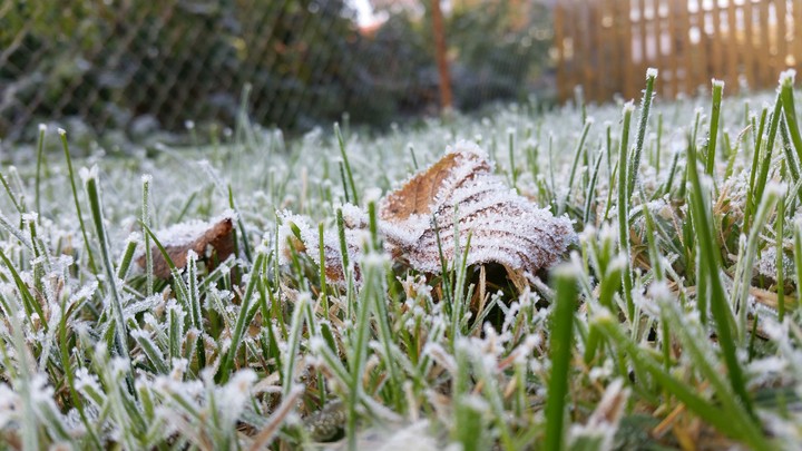 Herbst Blätter Frost