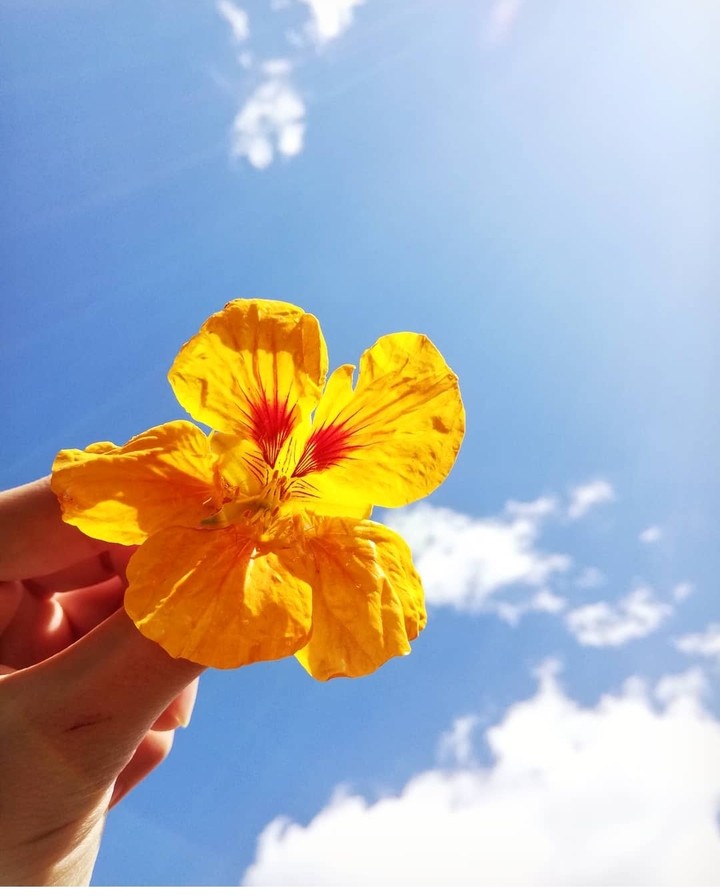 flower