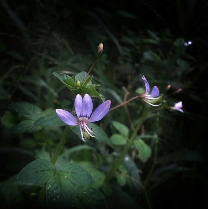 Nature