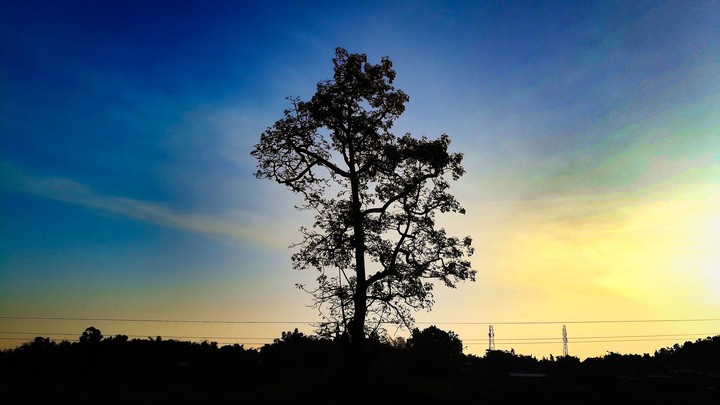 lonely tree
