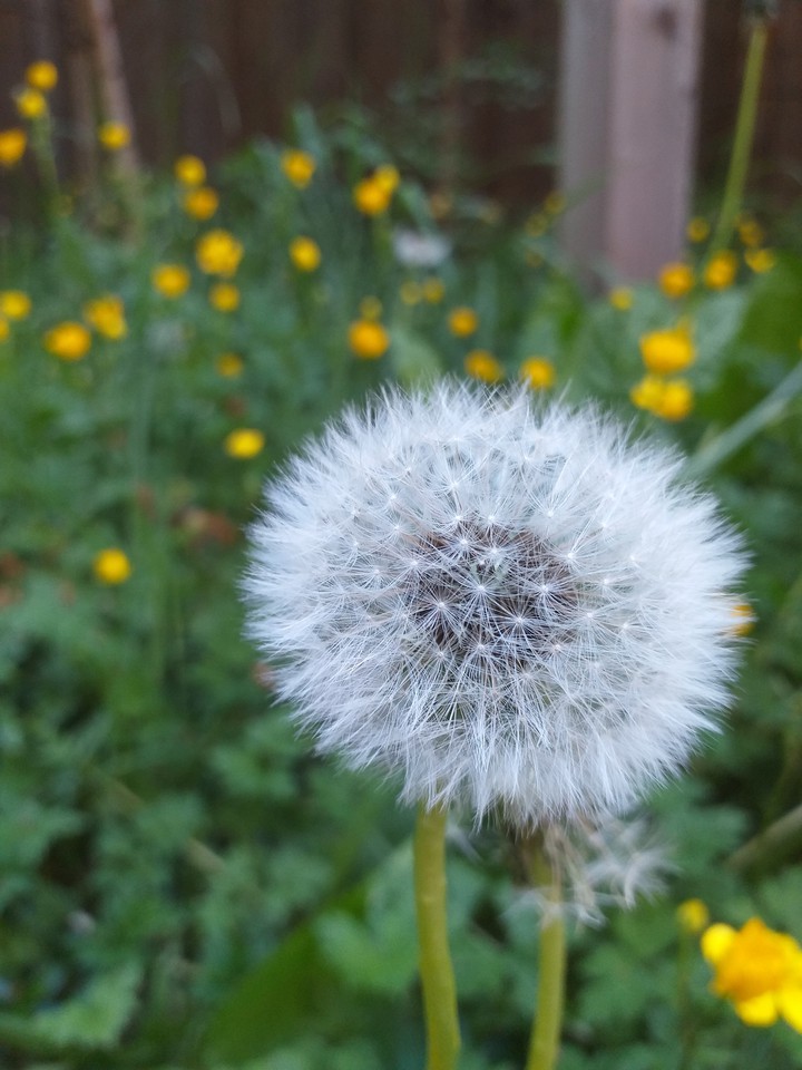 dandelion