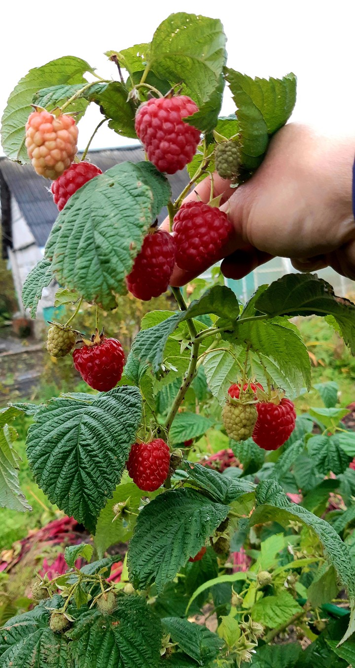 raspberry.....