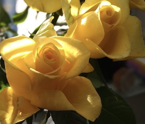 sfondi Yellow, flower