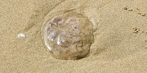 Jelly Fish