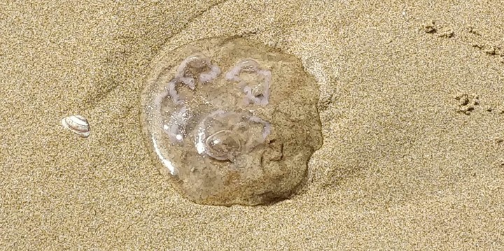 Jelly Fish