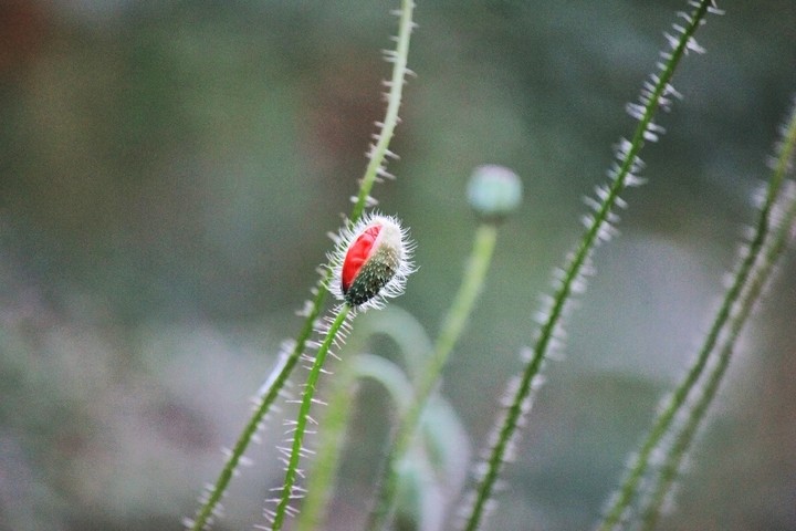 poppy