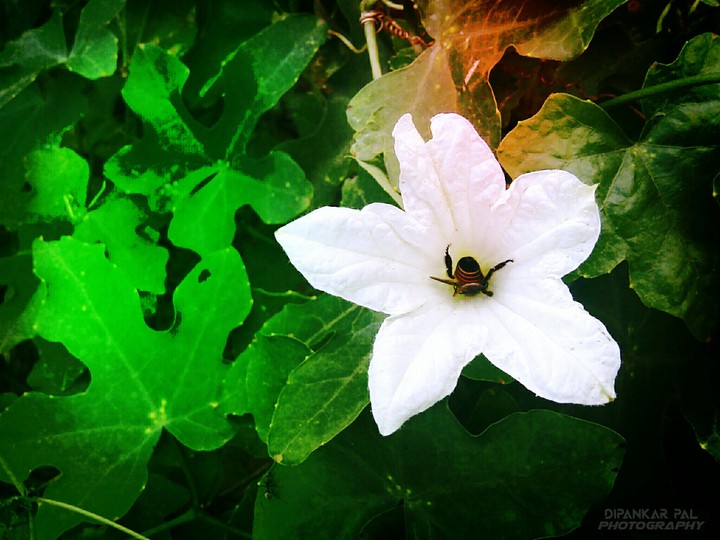 white flower