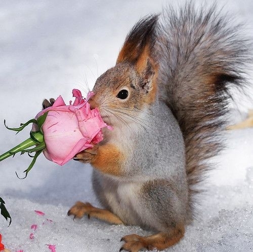 squirrel