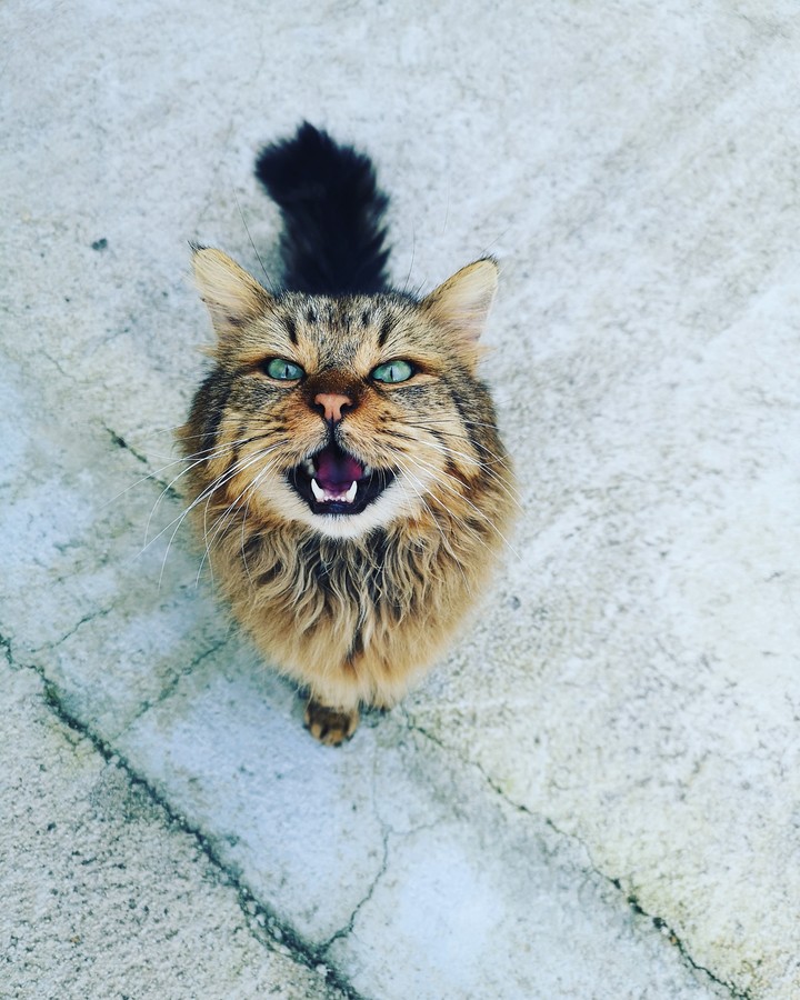 Cat