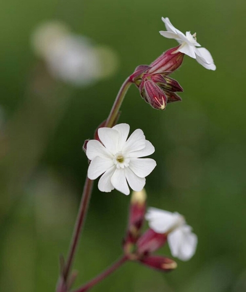 шпалери petal, flower