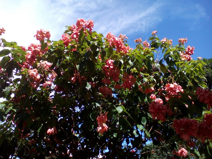 Tree with flowers