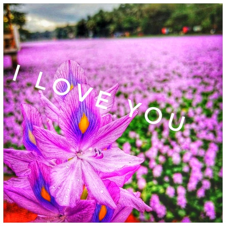 i ❤ u