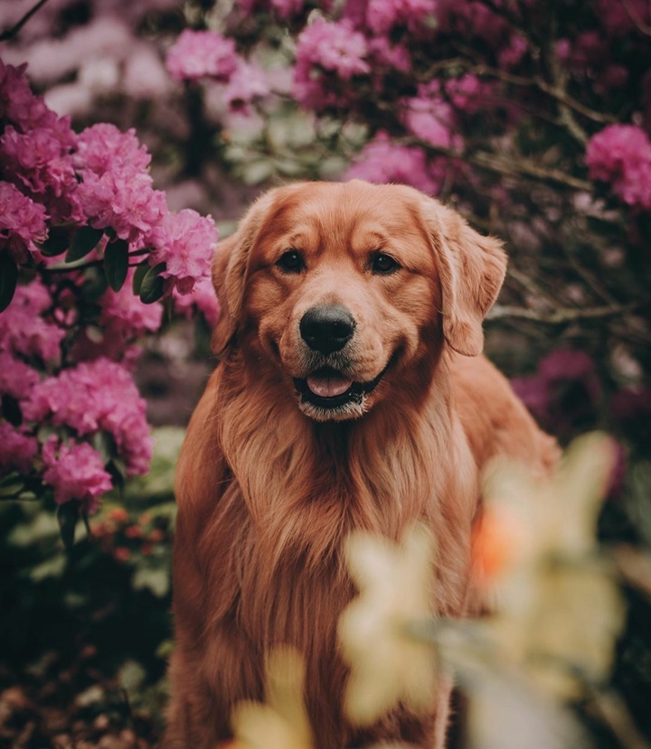 retriever in flowers
