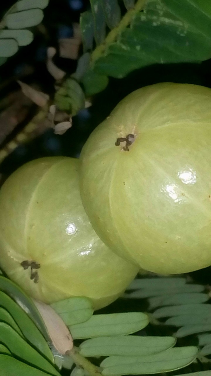 amla