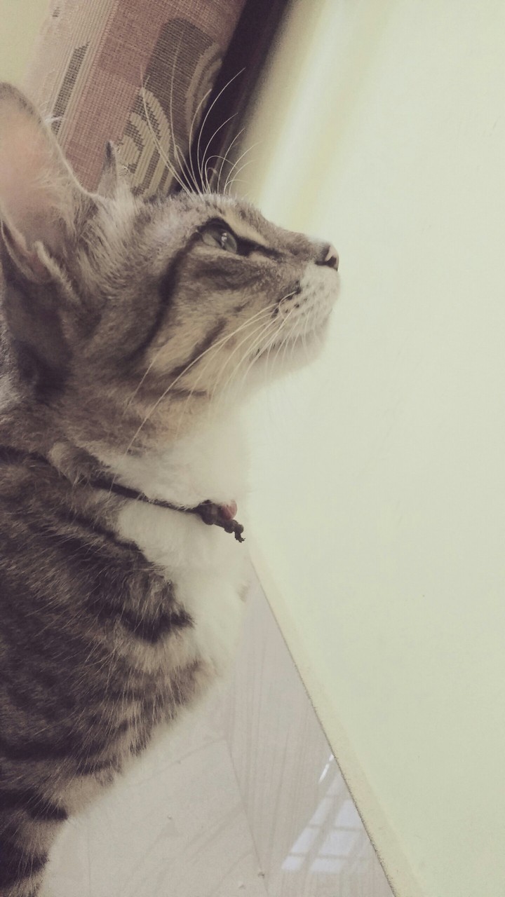 kitty