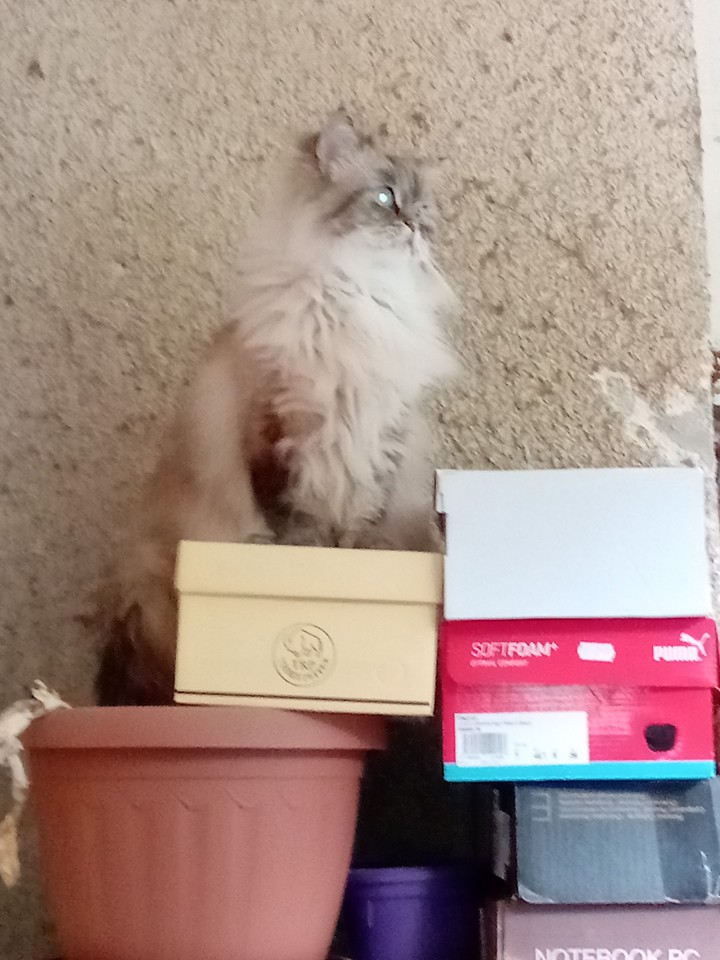 hi