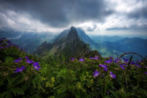 purple paradise