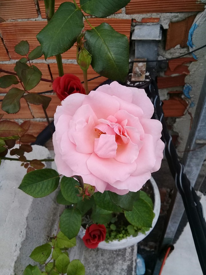 linda