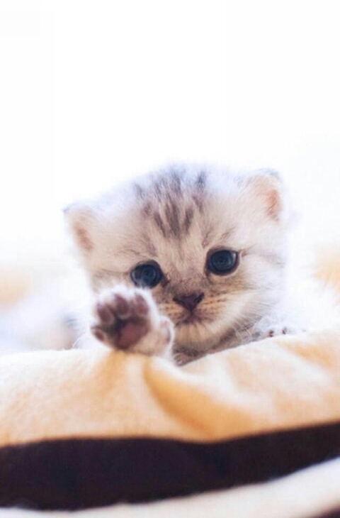 a sweet Cat
