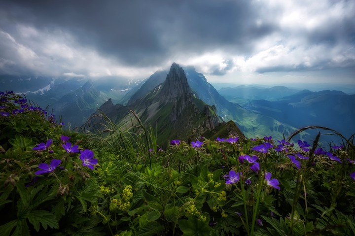 purple paradise