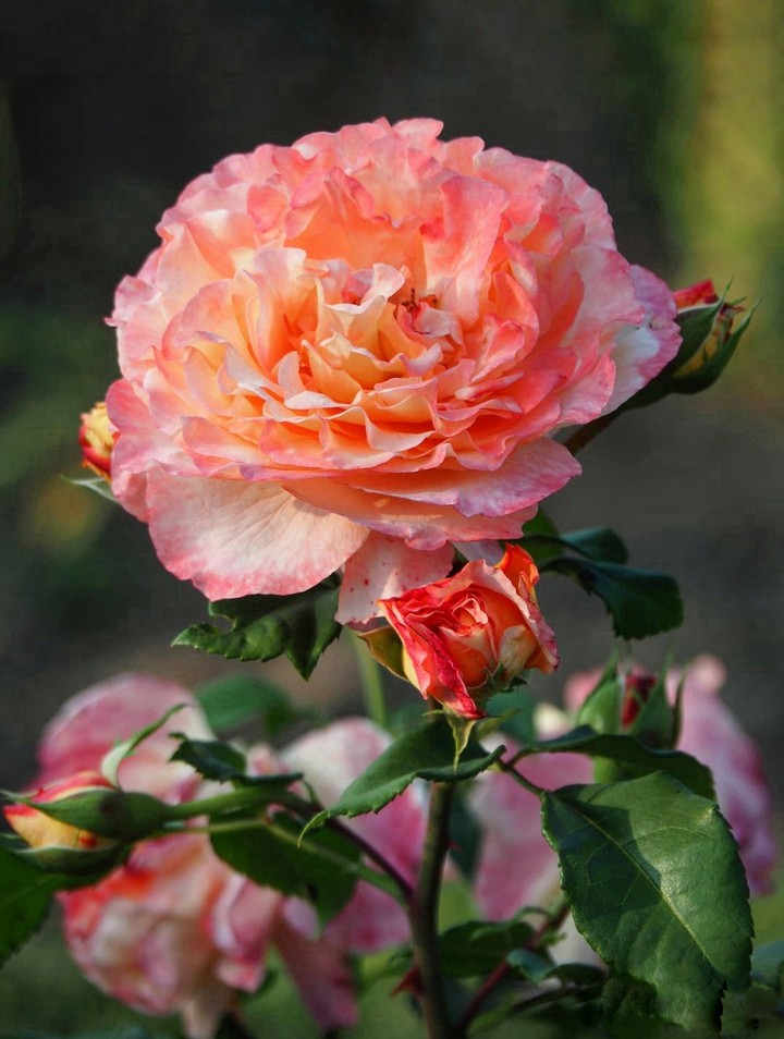 Roses