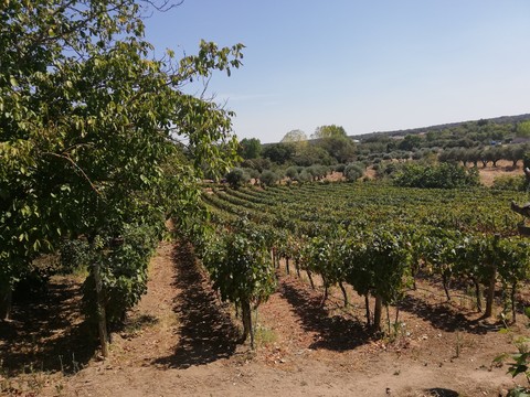 Green Portugal