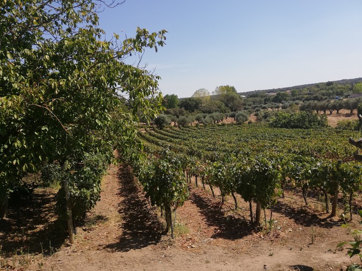 Green Portugal