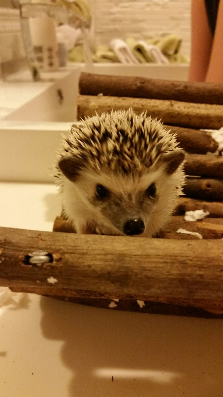 aww quill ❤️