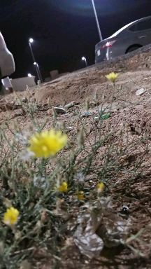 Blossoms