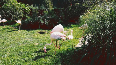 flamingo