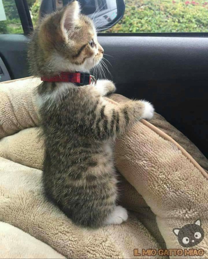pisi