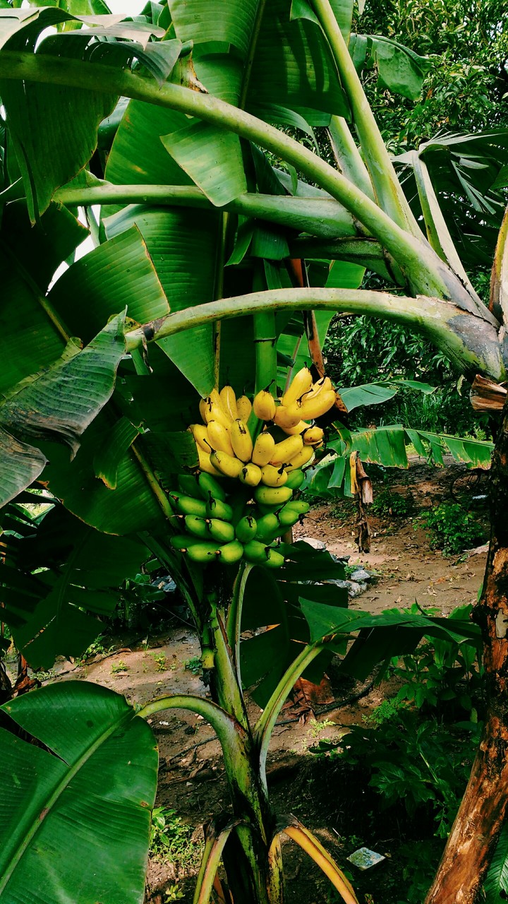 natural Banana