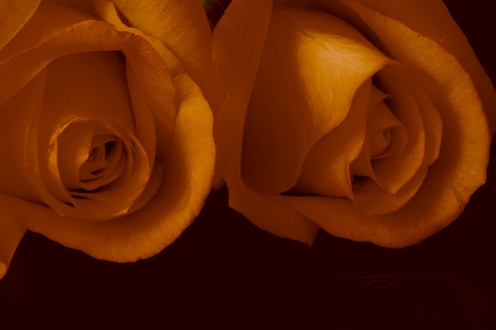 orange roses