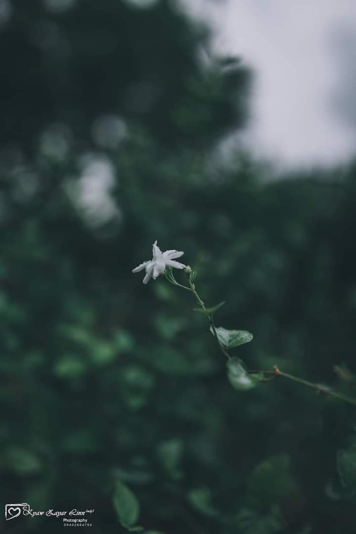 Jasmine