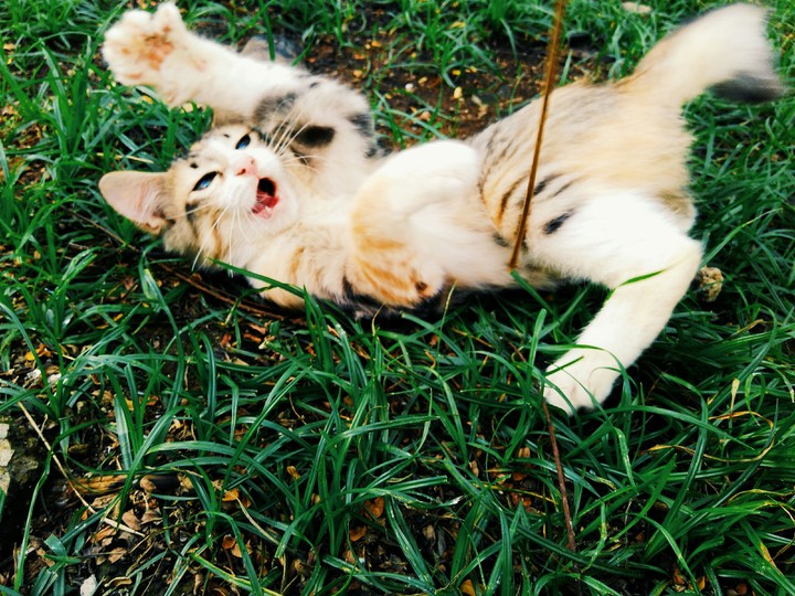 cat01