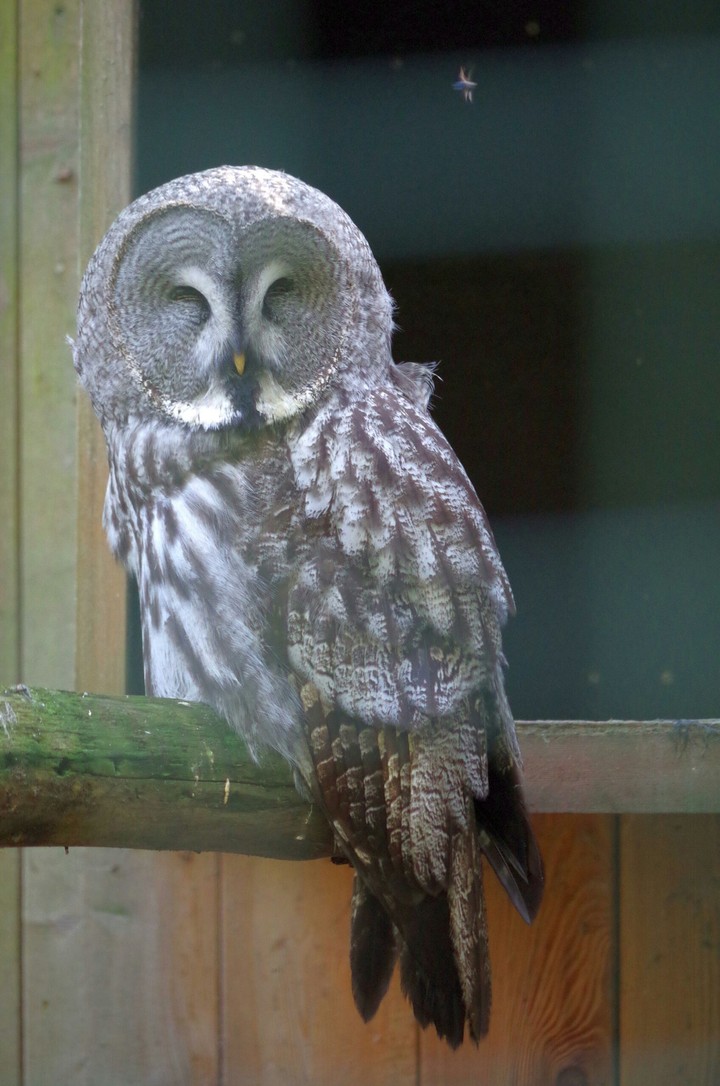 Owl in the aachener animal park