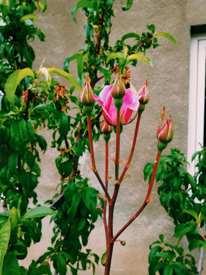 rose