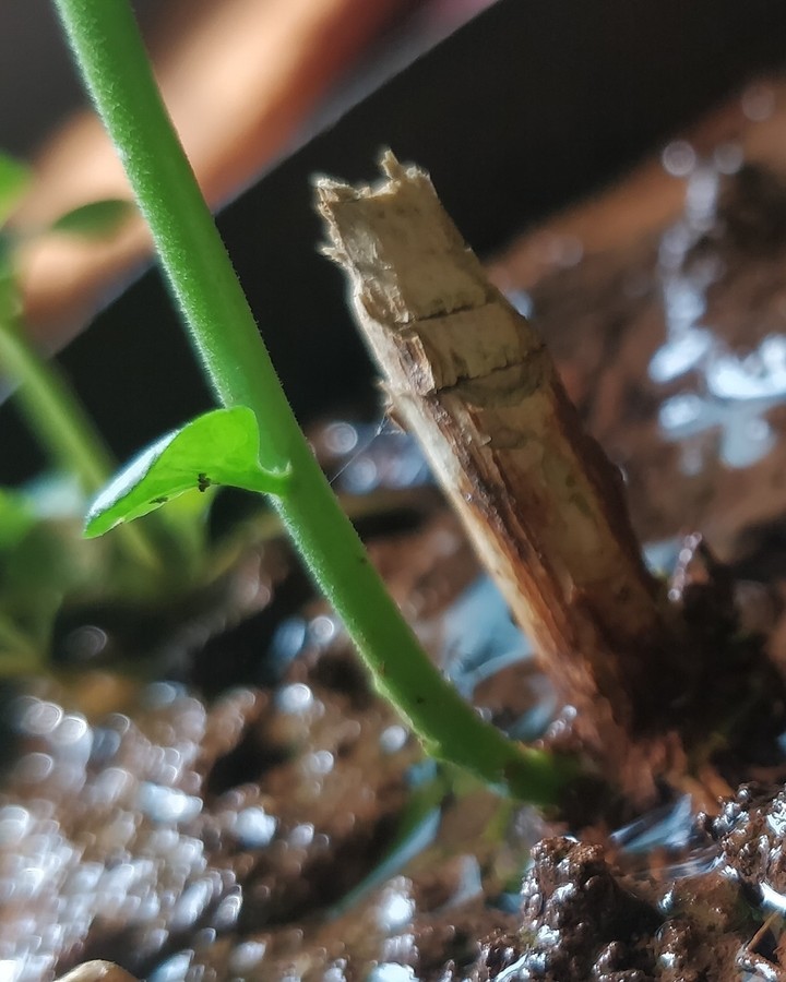 Life seeks a way