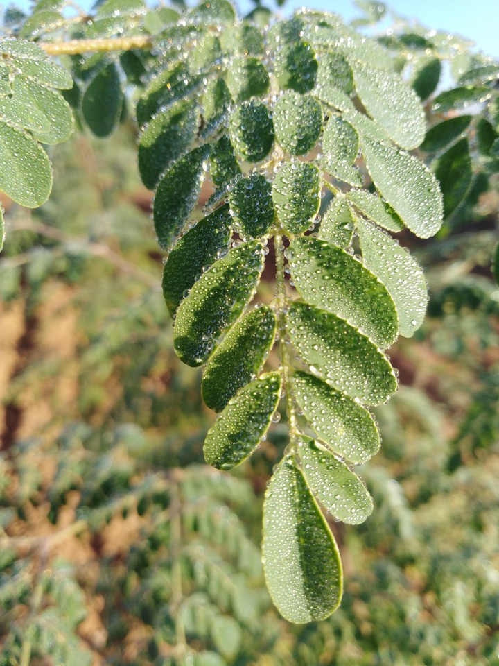 Moringa ?