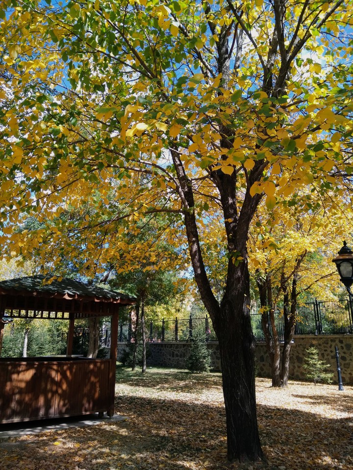 sonbahar