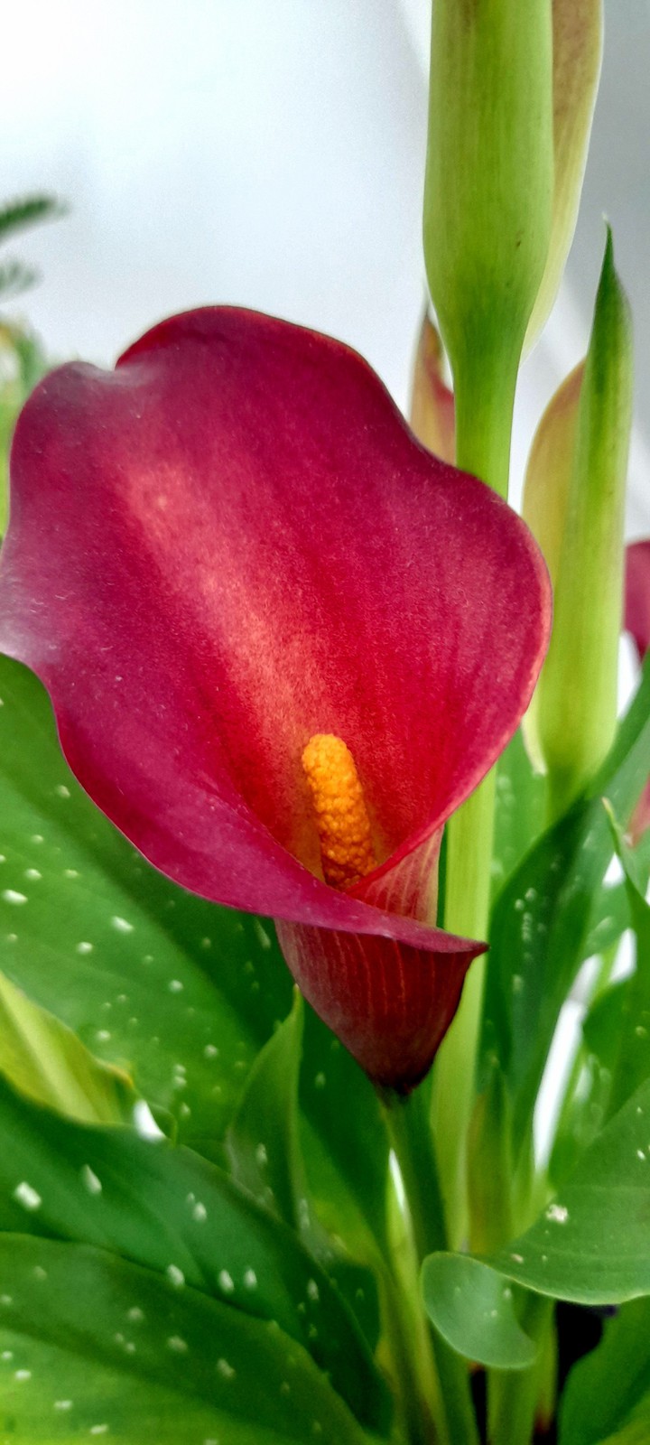 my Calla